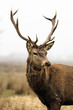 deer in morning fog