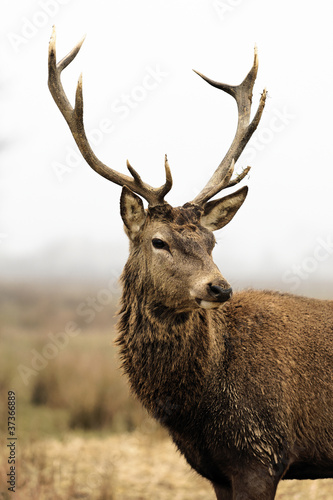 Photo: deer in morning fog deer in morning fog