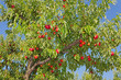 peach tree