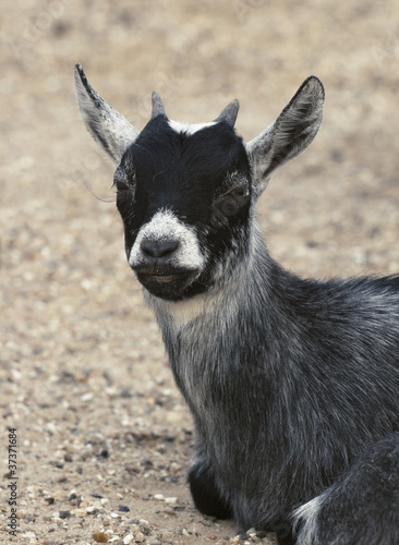 Photo: Baby goat Baby goat
