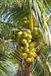 Coconut fruit Coconut fruit