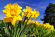 Osterglocken, Narcissus pseudonarcissus, Amaryllidaceae
