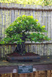bonsai