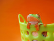 Rotaugenlaubfrosch 114, Agalychnis callidryas