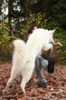 Angriff eines Hundes