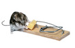 a baby mouse in a mousetrap a baby mouse in a mousetrap