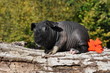 Cochon d'Inde, cobaye, nu , Skinny Cochon d'Inde, cobaye, nu , Skinny