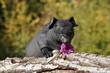 cochon d'Inde , cobaye nu, Skinny cochon d'Inde , cobaye nu, Skinny