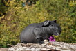 cochon d'Inde, Cobaye nu, Skinny