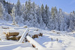winterlicher wald in den bayrischen alpen