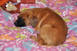 Boxer fauve, couché en sieste Boxer fauve, couché en sieste