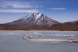 Photo: Laguna celeste, Flamingos, Bolivia Laguna celeste, Flamingos, Bolivia
