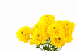 Chrysanthemum flower Chrysanthemum flower