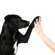 Hund high five