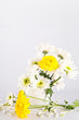 Yellow and yellow Chrysanthemum flower Yellow and yellow Chrysanthemum flower