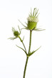 Photo: Distel vor Weiß 04 Distel vor Weiß 04
