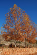 Maple in autumn