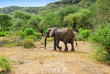 African elephant