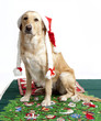 Christmas dog