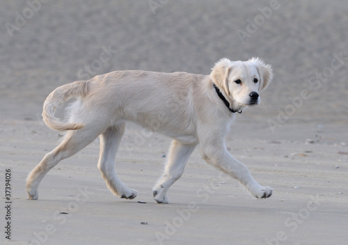 Photo: Chiot golden trottant sur la plage Chiot golden trottant sur la plage