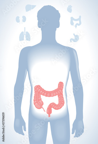 Vector: human esophagus human esophagus