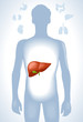 human liver