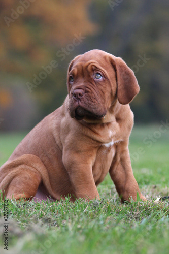 Photo: Bordeaux Dogge Bordeaux Dogge