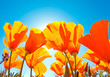 Field of Flowers with Blue Sky, Macro View