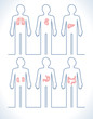 Organs in a human body