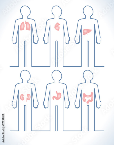 Vector: Organs in a human body Organs in a human body