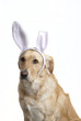 ribbon dog