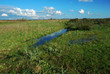 rivolo d'acqua tra i campi