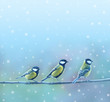 three titmouses birds in winter time