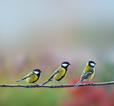 three titmouses birds - Fine Art prints