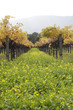 Napa Valley Vineyard