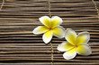 Set of frangipani flower on bamboo mat