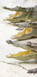 Crocodile Choir