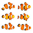 Great collection of a tropical reef fish - Clown fish. Great collection of a tropical reef fish - Clown fish.