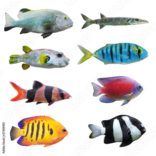 Photo: Great collection of a tropical fish on a white background. Great collection of a tropical fish on a white background.