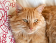 Chat roux tigré (femelle) #2