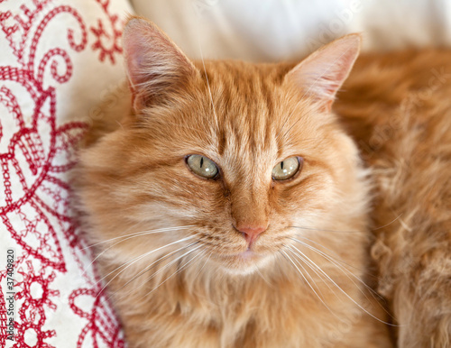 Photo : Chat roux tigré (femelle) #2 Chat roux tigré (femelle) #2