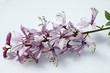 Diptam, Dictamnus Albus