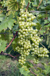 Gloria Hungariae, Weisse Weintrauben