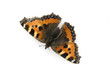 Kleiner Fuchs, Aglais urticae