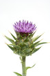 Mariendistel; Silybum marianum