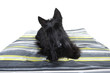 terrier d'Ecosse allongé sur son couchage terrier d'Ecosse allongé sur son couchage