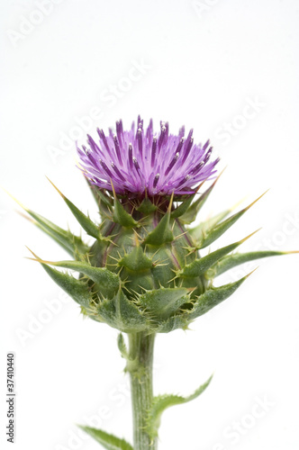 Photo: Mariendistel; Silybum marianum Mariendistel; Silybum marianum