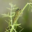 Raupe, Schwalbenschwanz, Papilio machaon