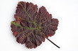 Weinblatt; Roter Wein, Herbst