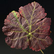 Weinblatt; Roter Wein, Herbst